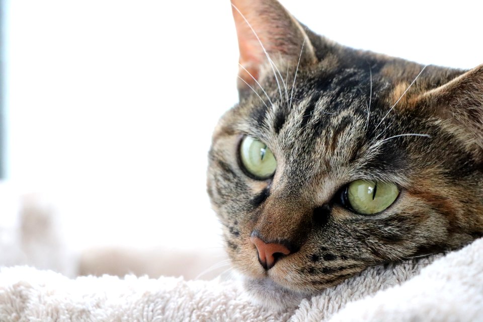 Cat, Mammal, Whiskers, Dragon Li
