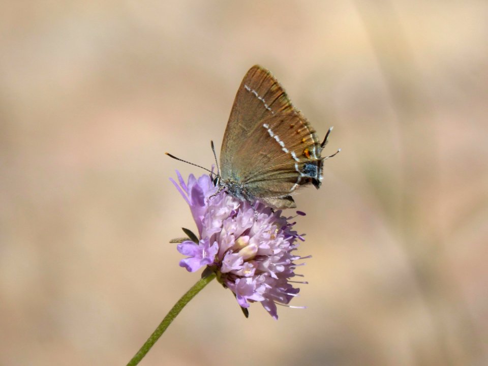 Butterfly, Moths And Butterflies, Insect, Lycaenid