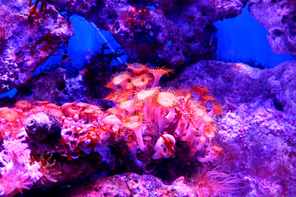 Coral Reef, Coral, Reef, Purple