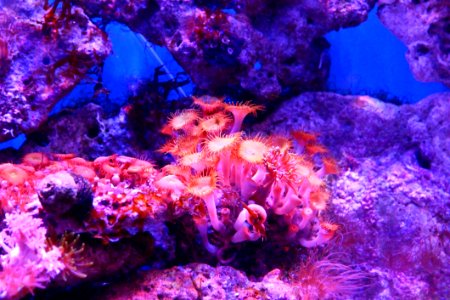 Coral Reef, Coral, Reef, Purple photo