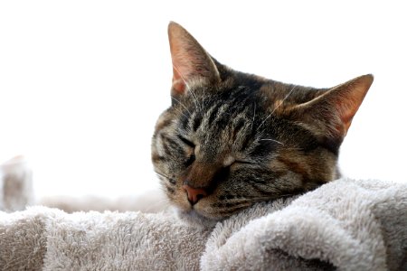 Cat, Small To Medium Sized Cats, Whiskers, Cat Like Mammal