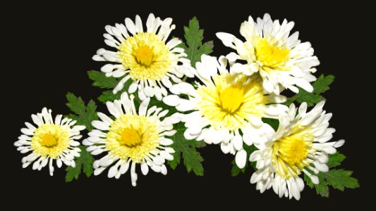 Flower, Yellow, Flowering Plant, Oxeye Daisy photo