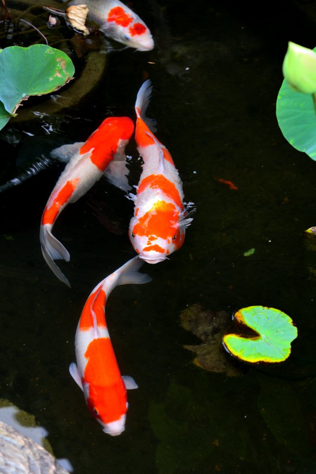 Koi, Fish Pond, Water, Fish photo