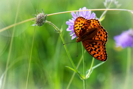 Butterfly, Moths And Butterflies, Insect, Brush Footed Butterfly photo