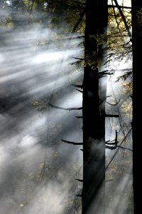 Reflection, Water, Tree, Sunlight