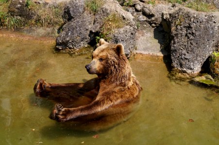 Brown Bear, Grizzly Bear, Bear, Fauna photo