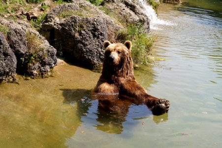 Brown Bear, Grizzly Bear, Bear, Wildlife