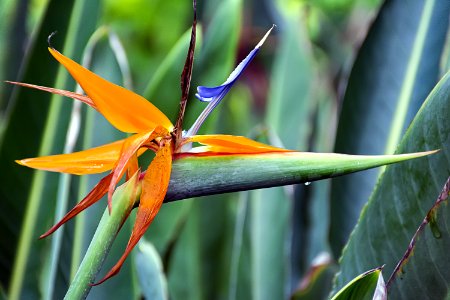 Flora, Plant, Flower, Plant Stem
