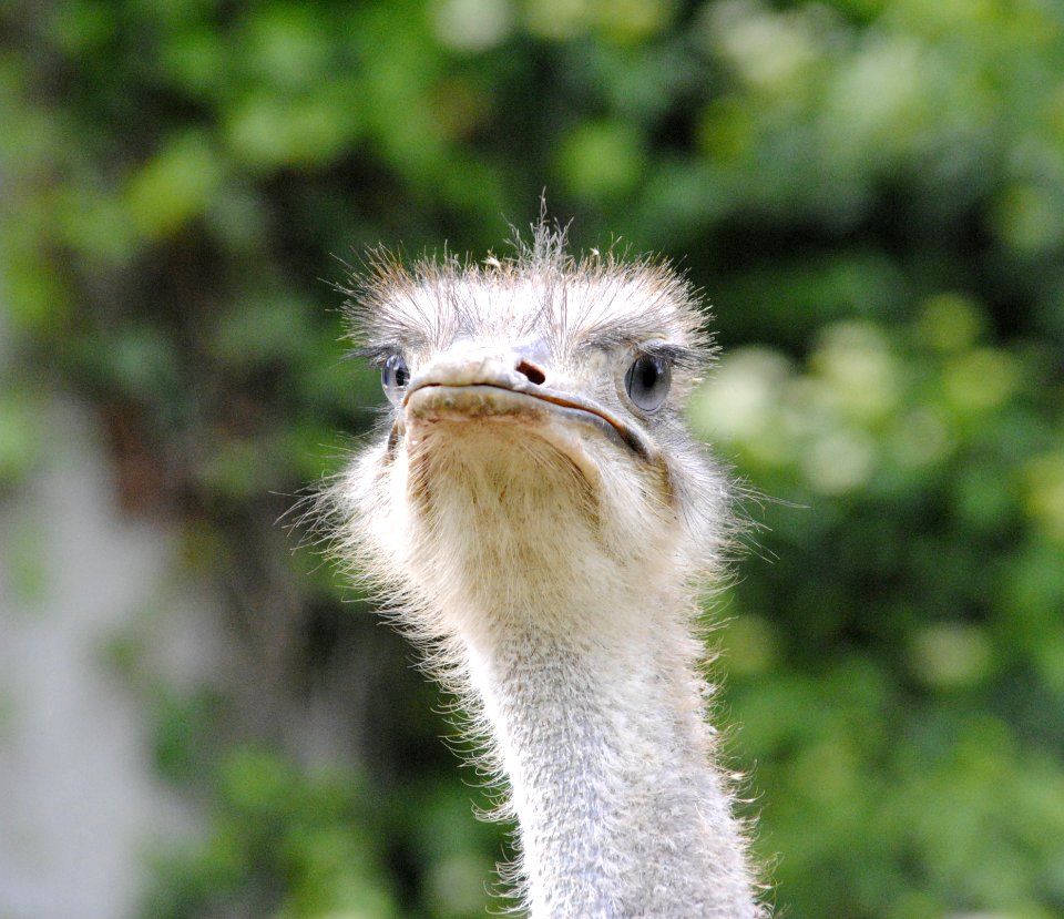 Ostrich, Bird, Beak, Ratite