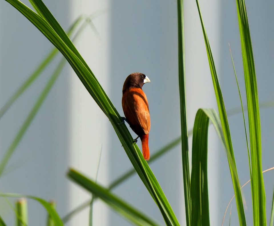 Bird, Beak, Fauna, Wildlife
