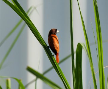 Bird, Beak, Fauna, Wildlife