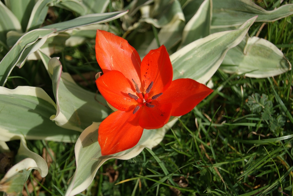 Tulip flowers nature