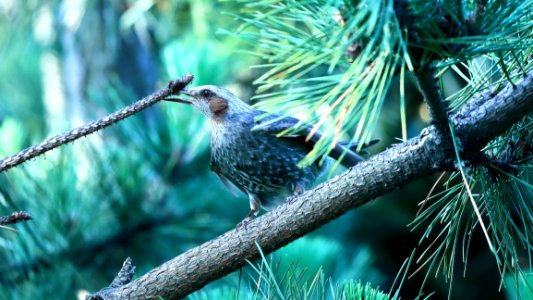 Bird, Fauna, Ecosystem, Beak