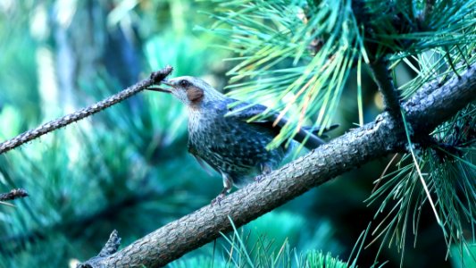 Bird, Fauna, Ecosystem, Beak photo