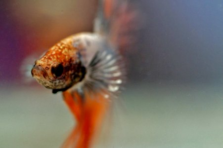 Close Up, Organism, Goldfish, Marine Biology photo