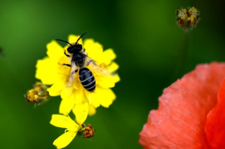 Honey Bee, Bee, Nectar, Insect photo