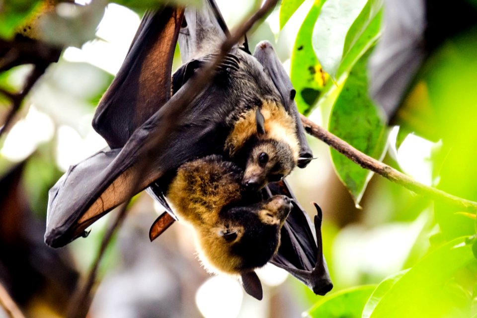 Mammal, Fauna, Wildlife, Organism