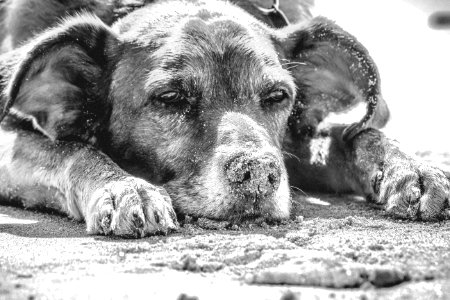 Dog, Black And White, Dog Breed, Dog Like Mammal photo