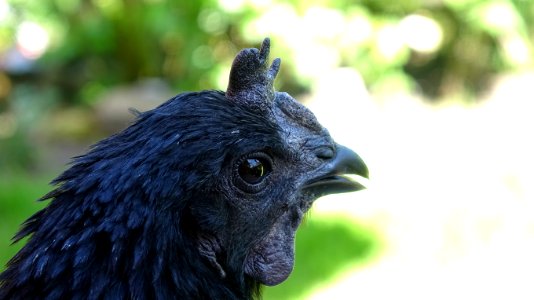 Beak, Fauna, Bird, Galliformes