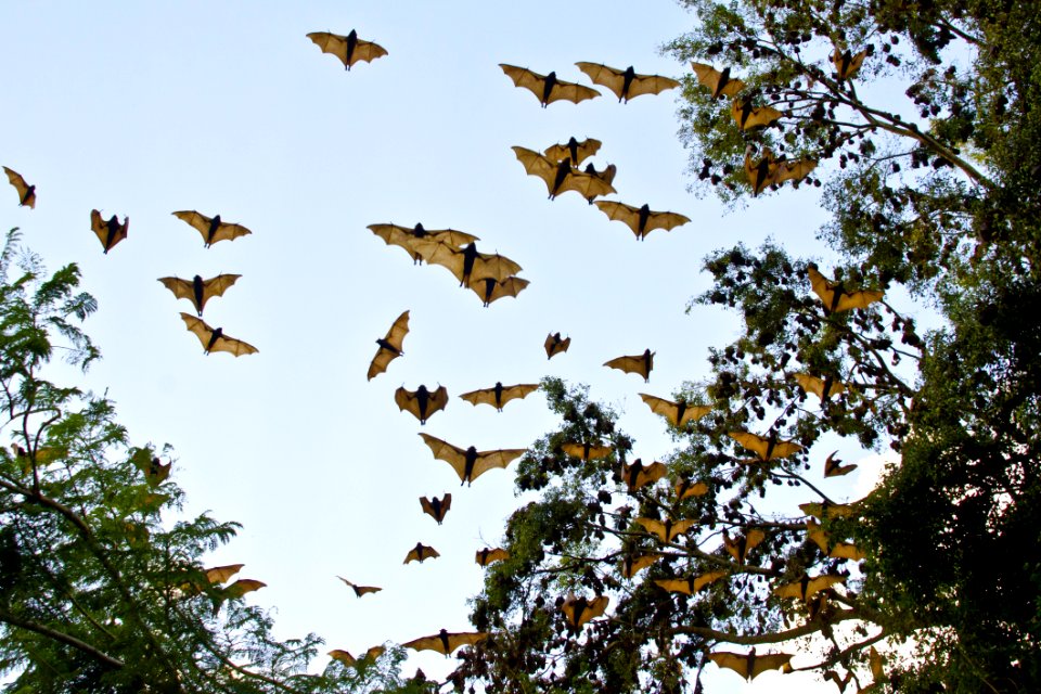 Fauna, Sky, Bird, Leaf