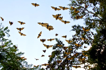 Fauna, Sky, Bird, Leaf