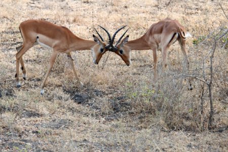 Wildlife, Fauna, Springbok, Terrestrial Animal photo