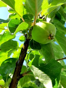 Fruit Tree, Leaf, Fruit, Branch