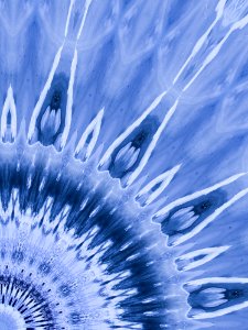 Blue, Water, Flower, Close Up