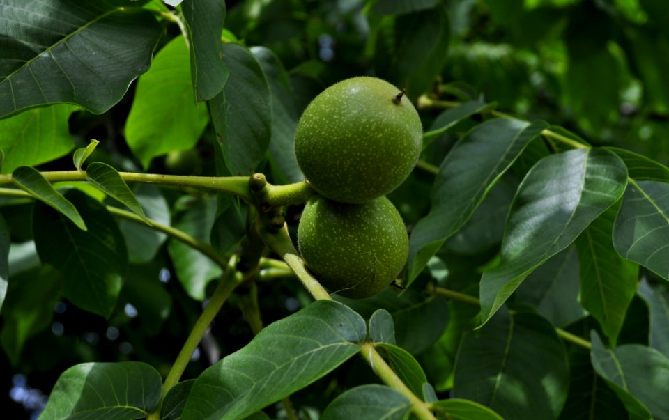 Fruit Tree, Fruit, Citrus, Plant