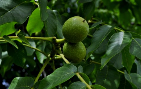 Fruit Tree, Fruit, Citrus, Plant photo