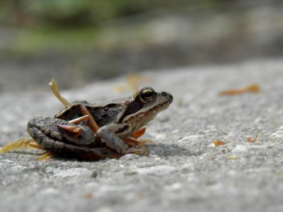 Amphibian, Frog, Fauna, Toad photo
