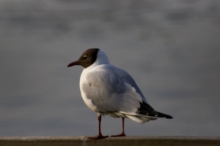 Bird, Gull, Seabird, Beak