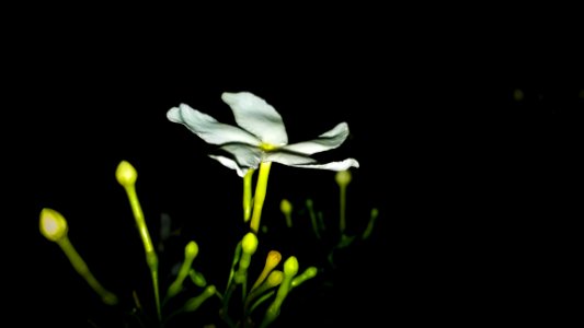 Flower, Flora, Wildflower, Plant