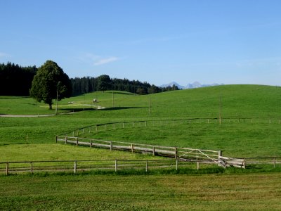 Grassland, Pasture, Field, Ecosystem
