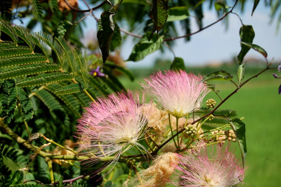 Plant, Vegetation, Flora, Flower