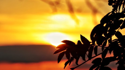 Sky, Leaf, Sunrise, Sunset