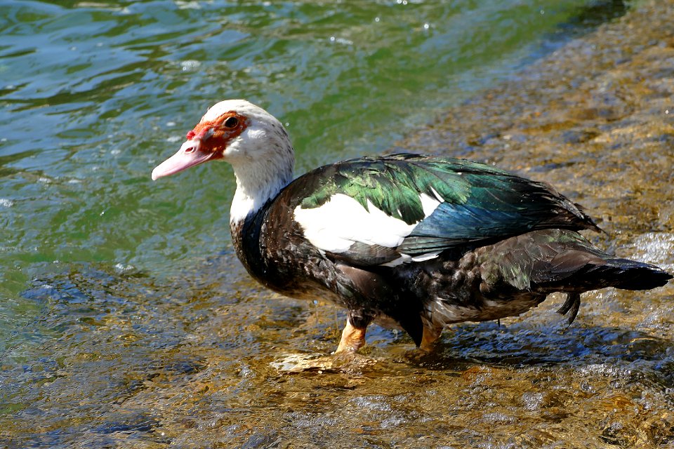 Duck, Bird, Water Bird, Ducks Geese And Swans