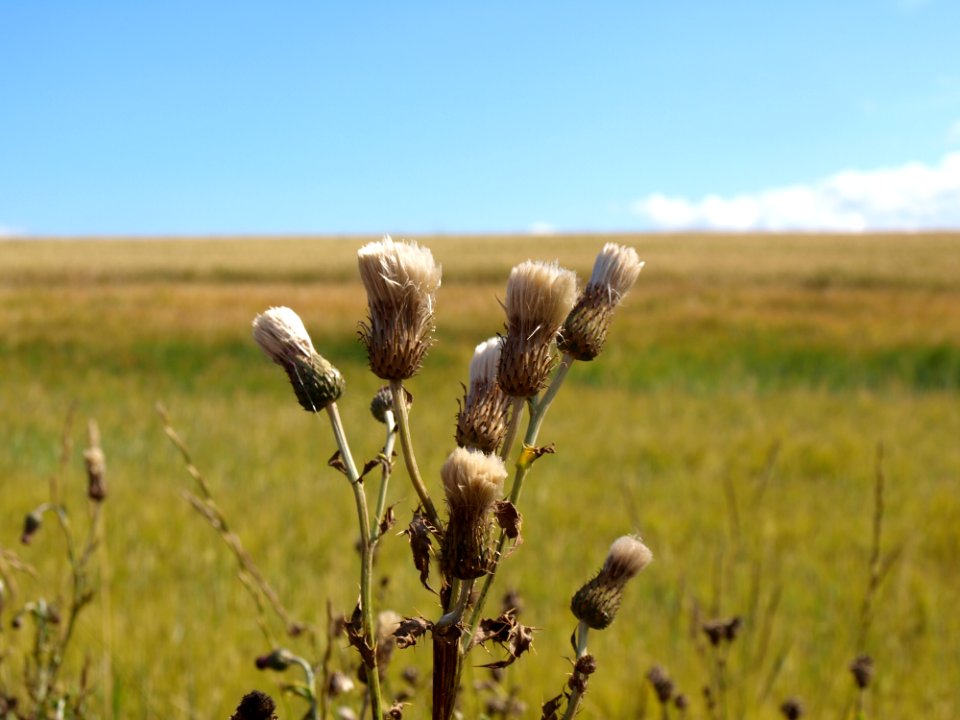 Grassland, Ecosystem, Prairie, Steppe