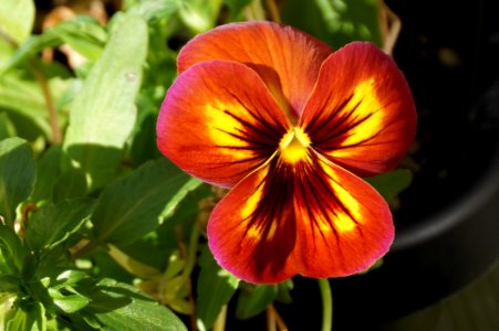 Flower, Pansy, Plant, Flowering Plant photo