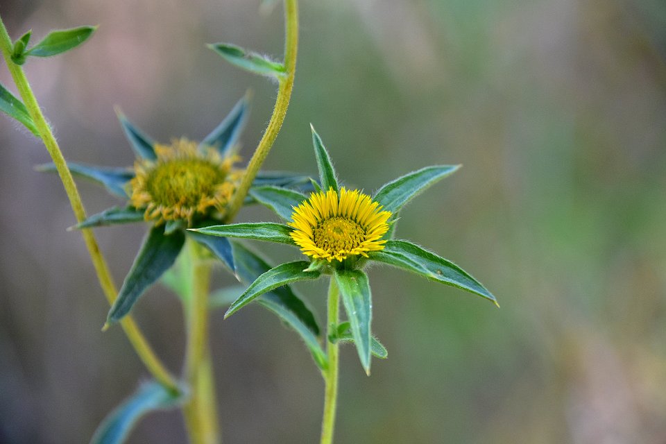 Flower, Flora, Plant, Aster