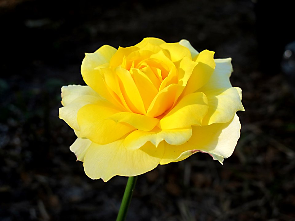 Flower, Rose Family, Yellow, Rose