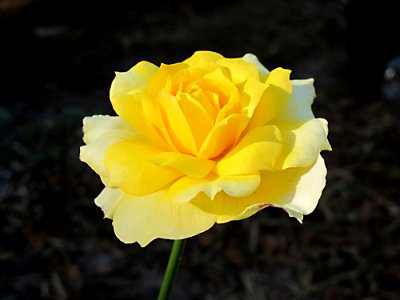 Flower, Rose Family, Yellow, Rose
