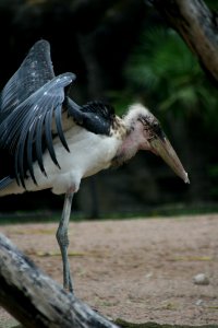 Bird, Stork, Marabou Stork, Beak photo