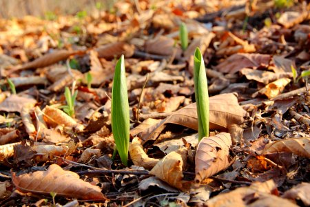 Leaf, Soil, Plant, Grass