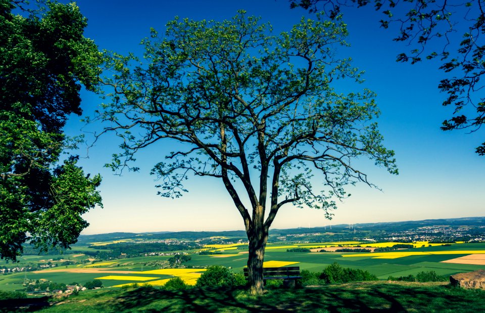 Nature, Tree, Sky, Vegetation