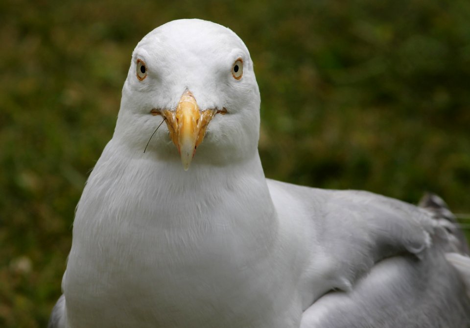Bird, Beak, Fauna, Seabird