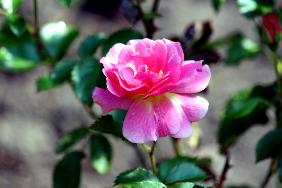 Flower, Rose Family, Plant, Pink