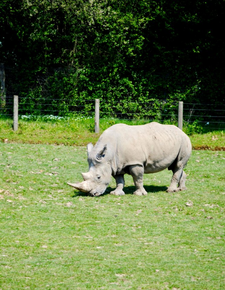 Fauna, Grass, Pasture, Rhinoceros