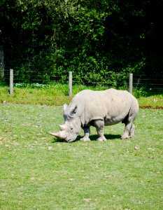 Fauna, Grass, Pasture, Rhinoceros