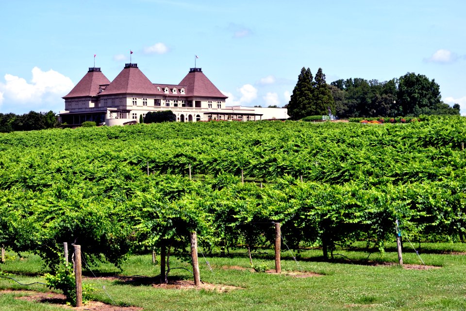 Agriculture, Vineyard, Tree, Field
